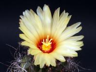 Thumbnail of 1732_Astrophytum senilis_20120620_1(1).jpg